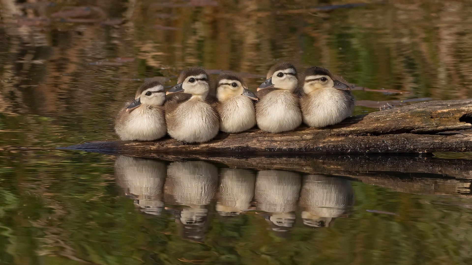 钢铁之笼,孔德一战冻结委内瑞拉,筑起卡塔尔最坚固的城墙