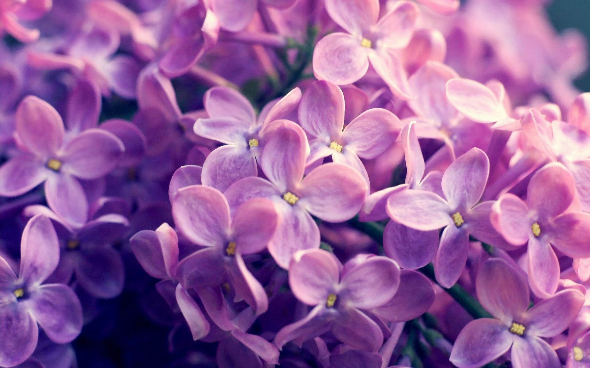 中年国王的救赎夜