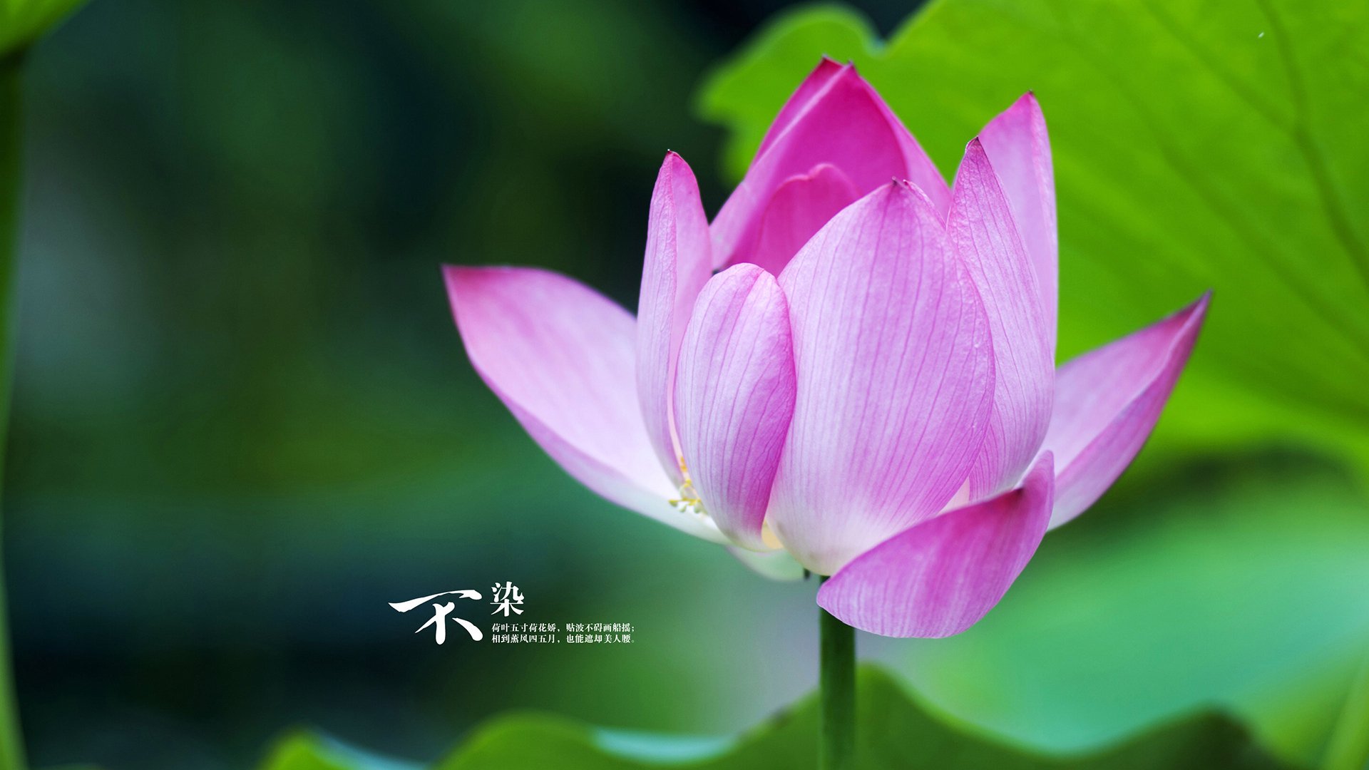 征服绿茵的暗影骑士,当孙兴慜在2026撕裂巴西的强压铁幕