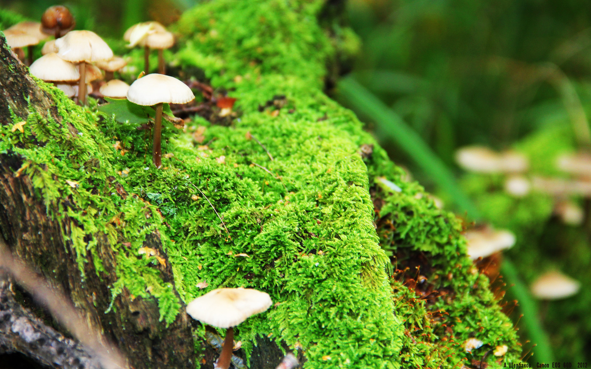 戈壁防守铸就胜利，戈贝尔擎天柱压阵新疆队碾压国王关键战