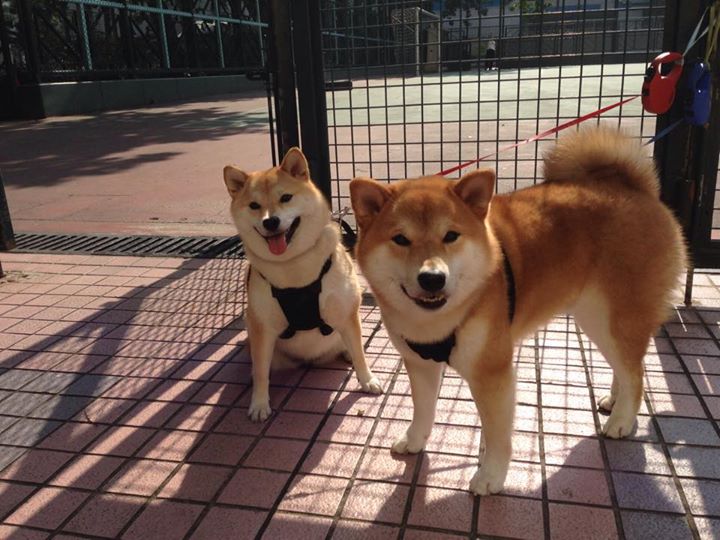 当神话与强权碰撞，贝林厄姆横空出世，终结几内亚奇迹之夜