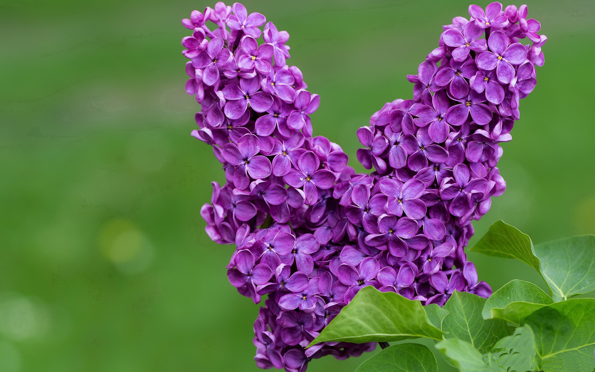 速度与荣耀,赛道硝烟与绿茵热浪的唯一性碰撞