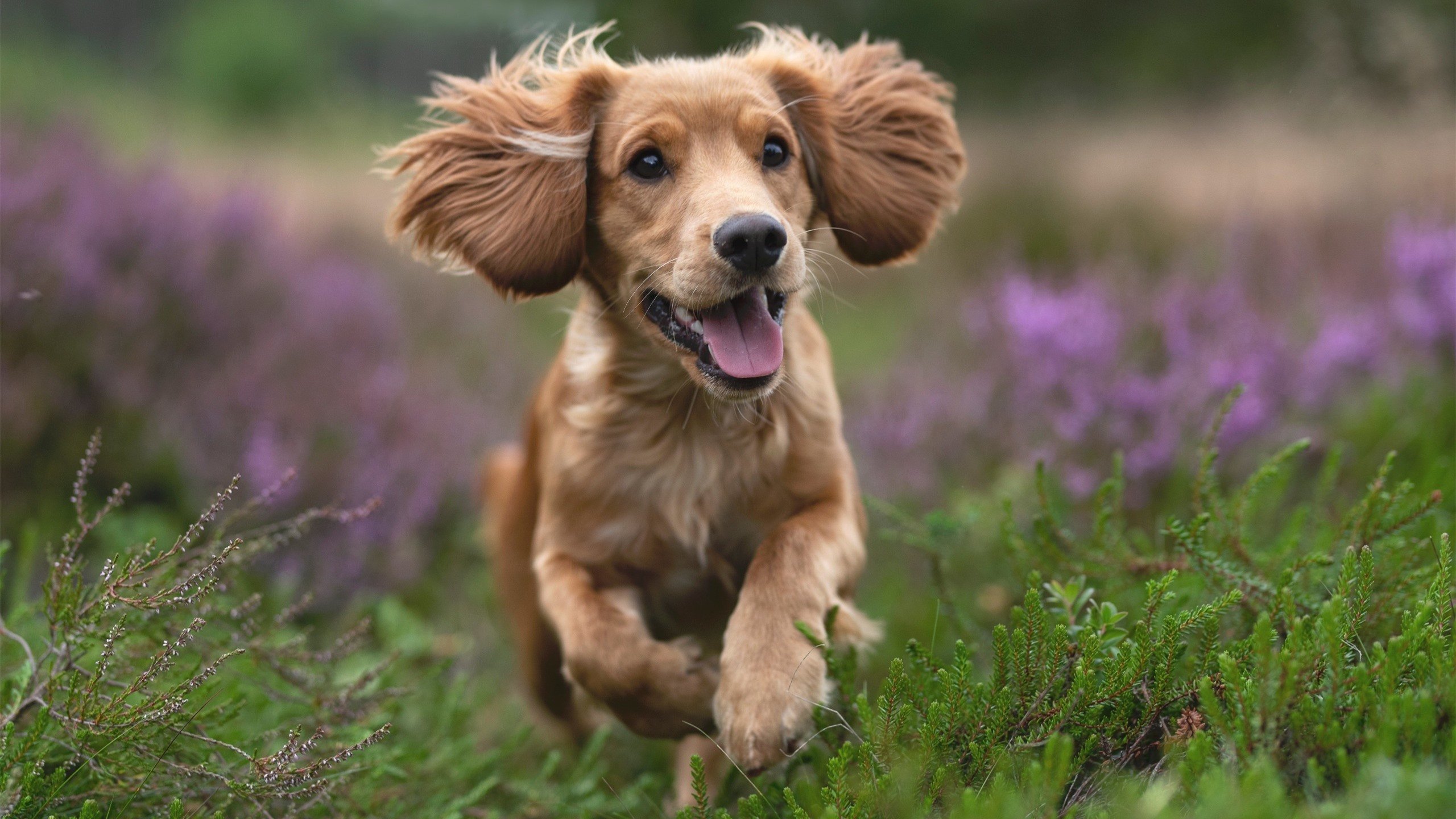 唯一性的真义，从掘金出局到布伦森登顶，一场失败如何塑造不朽传奇