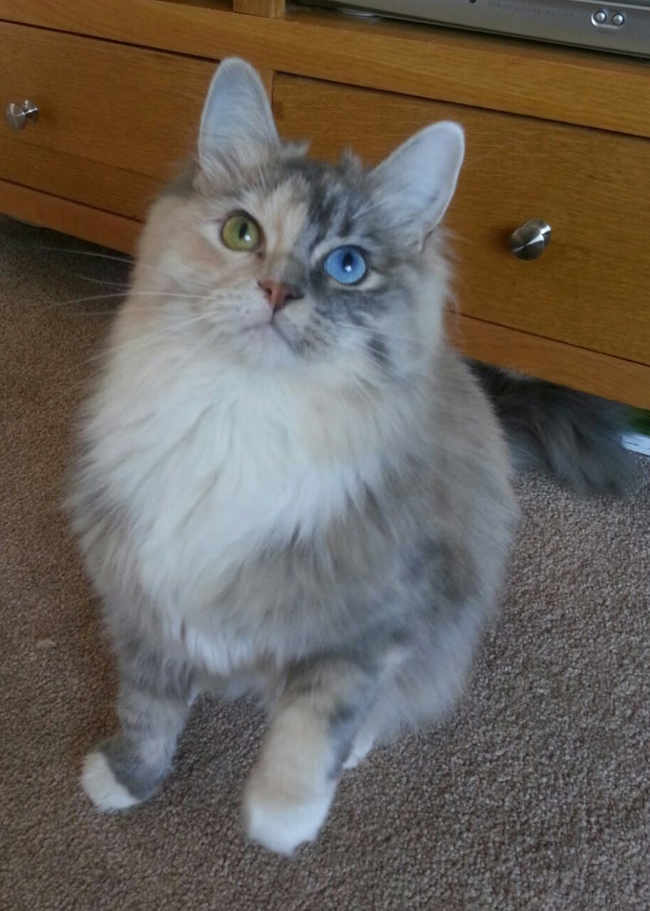 亚特兰大战术棋盘上的致命一击,孙兴慜,现代足球关键先生的终极诠释